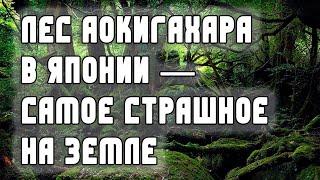 Лес Аокигахара в Японии — одно из самых страшных на Земле