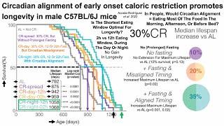 Lifespan Extension With Calorie Restriction, Fasting, And Circadian Alignment