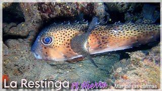 Buceo en La Restinga, El Hierro, Mar de las Calmas (agosto 2024)