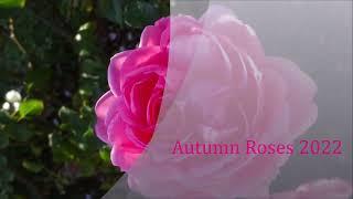 Autumn Roses 2022 Close to You