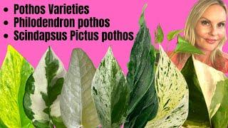 Pothos Varieties | Philodendron pothos | Scindapsus Pictus pothos | MOODY BLOOMS