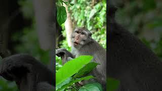 Life of Baboons: A Magical Journey Through the Wild