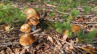 Mushroom abundance. Part 1 - Mushroom Park.