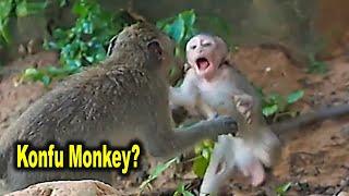 Super Active Baby Monkey Bobby Never Stays Still