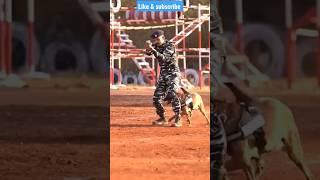 indian army dog training #shorts #army #viral #trending