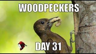 Smoky-Brown Woodpecker - Day 31 - Biodiversity Shorts #3