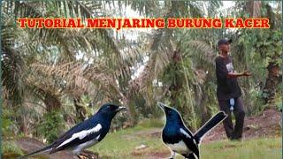 VLOG MENJARING BURUNG KACER.!! SEKEDAR TUTORIAL MEMASANG JARING BURUNG KACER