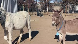 Mini donkey sees other donkeys for the first time in 10 years.