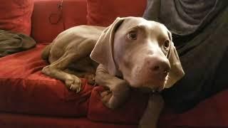 Pete Townshend - Sleeping Dog - Holder The Weimaraner