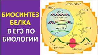 1. Биосинтез белка в ЕГЭ по биологии