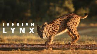 In the Realm of the Iberian Lynx: Spain's Majestic Wild Cat 4K