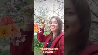  Amazing Sakura in Taiwan  || Cherry Blossom  #shorts #trending #taiwan  #cherryblossom #sakura