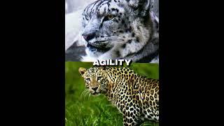 Snow leopard VS Indian Leopard #shorts #leopard