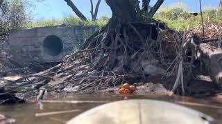 Storm drain exit at mile marker 22… Granite reef salt River