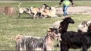 ORTALIK  KARIŞTI. PARS VE KARABAŞ ÖNCE SÜRÜ KÖPEKLERİYLE SONRA BİRBİRLERİYLE MÜCADELE ETTİ.