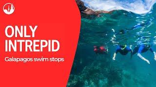 Only Intrepid: Galapagos swim stops