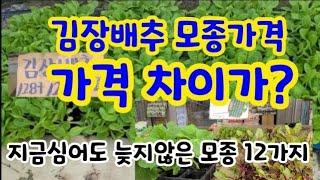 일반배추모종과 항암배추 모종가격 차이가? 지금 심어도 늦지 않은 텃밭작물12가지~