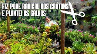 FAZENDO PODA RADICAL E MUDAS COM OS GALHOS DOS MEUS CRÓTONS: FOLHAGENS DE FÁCIL CULTIVO E COLORIDAS