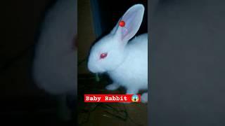 Rabbit Red Eyes  #rabbit #viral #video #animals #youtubeshorts