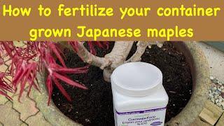 How to fertilize your container grown Japanese maple trees