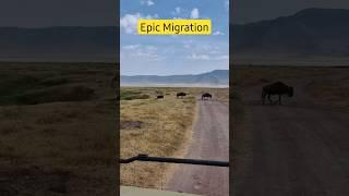 The Big Migration #africa #africanadventure #serengeti #tanzania #wildebeestmigration #wild #safari