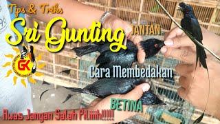 SRI GUNTING⁉️Tips & Triks Memilih Bahan Dari OMBYOKAN dan Membedakan Jatan atau Betina Secara Akurat