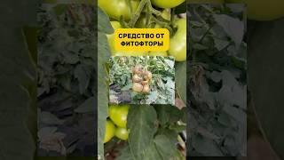 Избавься от фитофтора раз и навсегда! #огород #дача #садоводничество #рассада #фитофтора