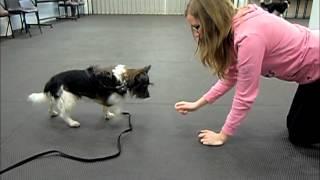 How to train a dog to crawl