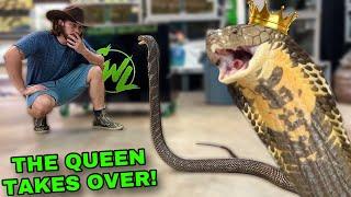 QUEEN COBRA TAKES OVER + NEW RESCUE FISH!