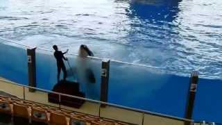 Orca Training im Loro-Park (Loro Parque) auf Teneriffa