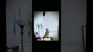 This cat is very smart #funny #comedyvideos #shortfeed #memes #bombastic#shortvideos