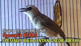 Trucuk Betina Memanggil Jantan Ngecuplik Keras, Spesialis PANCINGAN TRUCUKAN GACOR SUSAH ROPEL GACOR