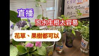 如何扦插繁殖泡水生根太容易‼️花草果樹都可以