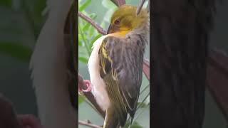 Sakalava Weaver funnily Shaking#birds#birdlovers#weavers