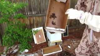 Local Swarm Of Bees Introduced To New Langstroth Hive