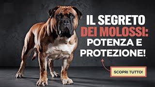 Molossi: I Cani più Potenti e Protettivi del Mondo – Ecco Perché Dovresti Conoscerli! #canimolossi