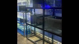 Look what is new at Majestic Aquariums!