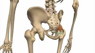 location of sacrotuberous and sacrospinous ligaments