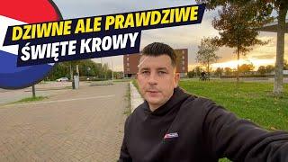 DZIWNE PRAWO CZYLI ŚWIĘTE KROWY