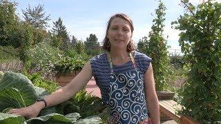 When and How to Harvest Vegetables – In the Alaska Garden with Heidi Rader