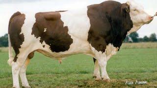 Montbeliarde bulls