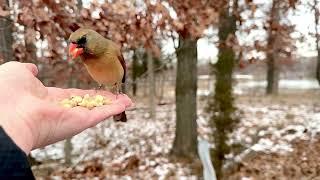 Hand-feeding Birds in Slow Mo - Northern Cardinals and friends