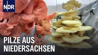 Pilz-Power aus Niedersachsen | Die Nordreportage | NDR