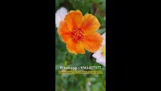 Purslane Oleracea 50 Colors Collection. Moss Rose - Portulaca Available For Sale Whatsapp 9361427377