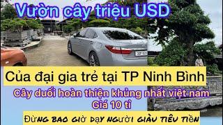 Khám phá vườn cây triệu usd đại gia trẻ TP Ninh Bình, cây duối khủng giá 10tỉ và nhiều cây tiền tỉ