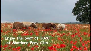 Enjoy the best of 2020 at Shetland Pony Club - TV Episode 314