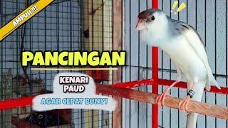 PANCINGAN Kenari PAUD Agar Cepat Bunyi || MASTERAN Burung KENARI Gacor Panjang #24