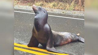 Wayward sea lion causes commotion on Vancouver Island highway