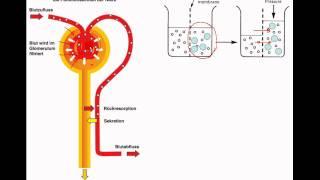 Harnsystem 2/3