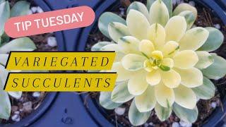 Tip Tuesday: Variegated Succulents